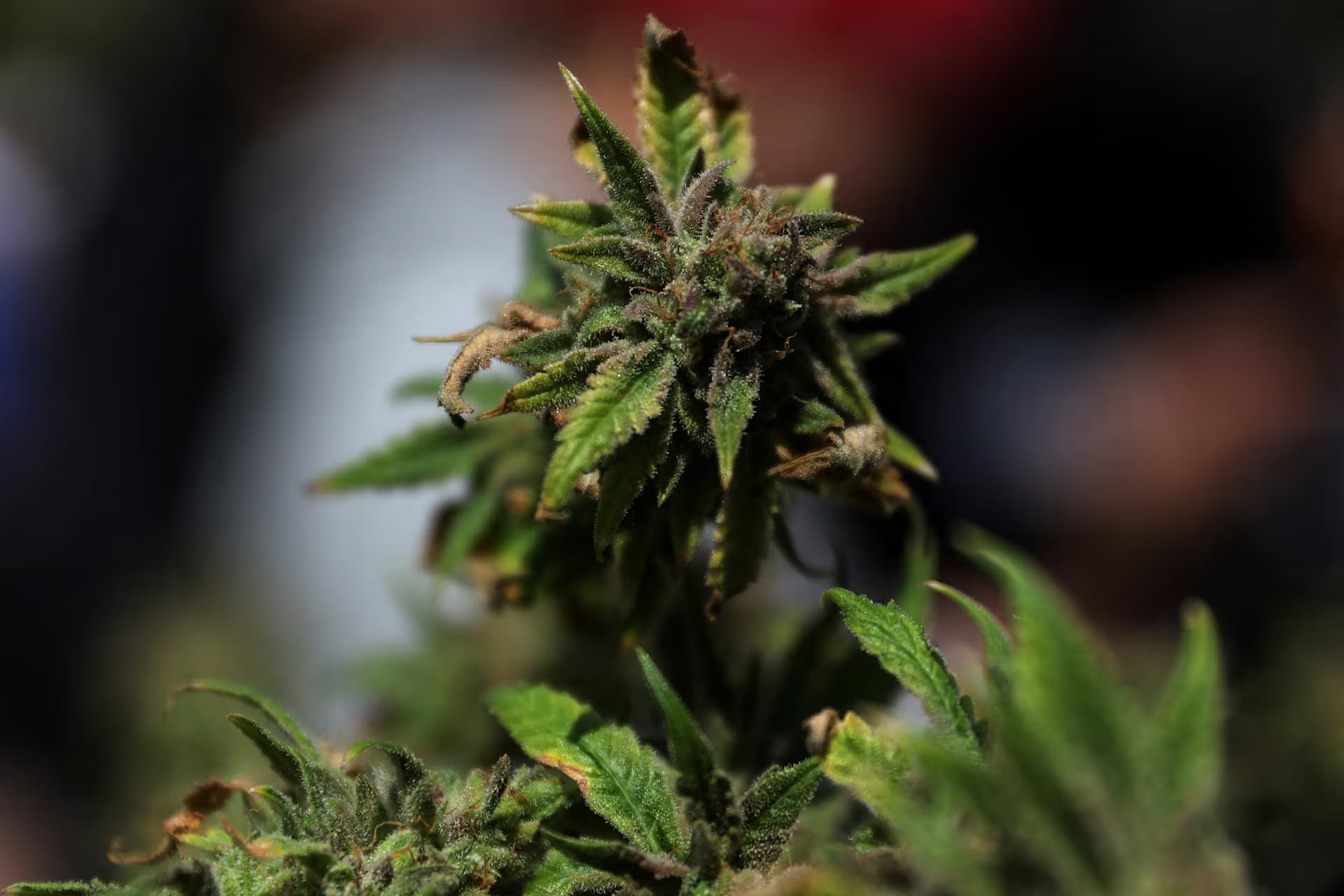 Buy Marijuana Online Europe – Trusted EU Cannabis Dispensary