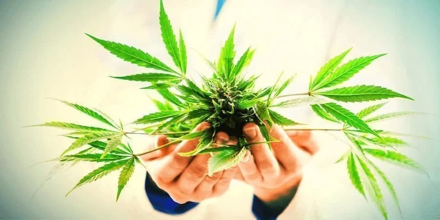 THC Edibles for Sale Australia – Trends in Medicinal Edibles